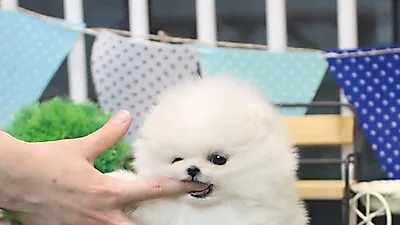 예쁜 비숑프리제 포메라니안 강아지 분양, 베이비몽에서 합리적으로 분양 가능