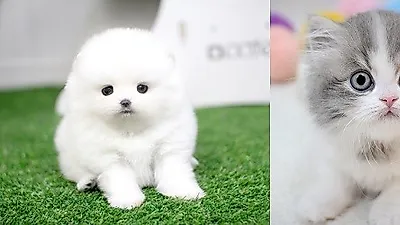 부산·서울·천안·광주 강아지 고양이분양 미유펫애견샵, 가을최대할인 80% 이벤트진행중!