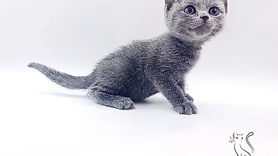 고양이 분양 전문 업체 ‘제나캣’, 모든 품종묘 최대 80% 할인