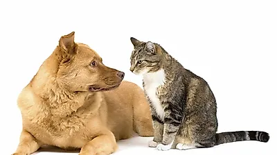 고양이와 개 중 어느 동물이 더 똑똑할까?