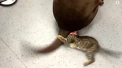 꼬리 잡으려고 안간힘 쓰는 고양이