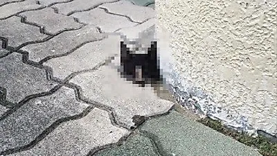 대구 고등학교서 머리가 잘린 고양이 사체 발견 '경찰 수사 중'