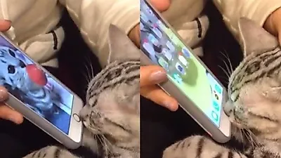 코로 스마트폰 '지문인식' 성공한 고양이