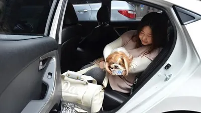 반려동물과의 설 연휴를 위한 꿀팁