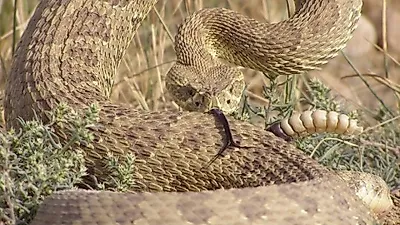 콜로라도 공원, 방울뱀에 칩 삽입