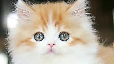 고양이 분양샵 ‘가필드고양이’, 최대 70% 절감된 분양비용 선보여
