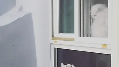 손수현 반려묘, 애틋한 두 냥..."로미오와줄리엣"