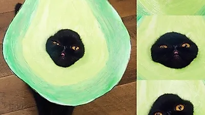 할로윈데이 맞이 이색 고양이 코스튬