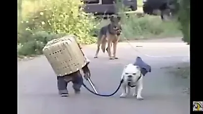 불독과 원숭이의 특별한 우정