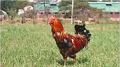 [귀농팁] 농진청, 매력적인 가축인 닭 기르기 꿀팁 공개