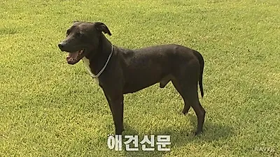 2세 여아, 주택 마당에서 핏불테리어 개에 물려 숨져