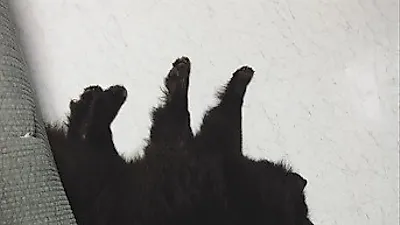 다나 반려견, 이렇게 보니 엄청 작은 저스틴·팀버