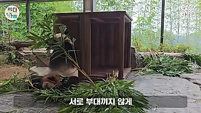 에버랜드 판다 루이·후이, 왼쪽 눈 찡그림은 안약 사용 때문
