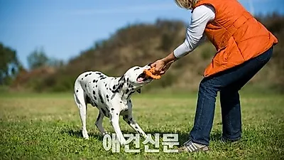 펫트코리아, 훈련장난감 전문 독일브랜드 "메이저독" 독점 수입