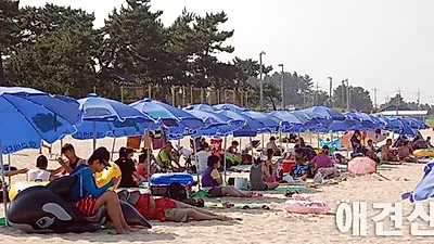 전국 최초 애견해수욕장, 뜨거운 찬반논란 '개판 vs 힐링'