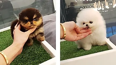 강아지 분양 전문브랜드 ‘펫제이’, 여름방학 기념 방문 고객 위한 다양한 이벤트 실시