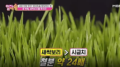 [디톡스다이어트] 내 몸안의 독소와 내장지방을 한번에 싹, 새싹보리 다이어트 방법은?