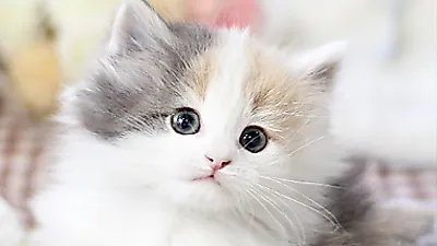 고양이 분양샵 ‘가필드고양이’ 분양희망자 급증에 반려묘 정보 공유