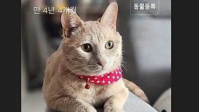 “반려동물도 가족입니다”…카카오, 디지털카드에 반려동물 기능 추가