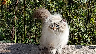 고양이 알레르기 있는 사람도 친해질 수 있다! 시베리안 고양이의 모든 것