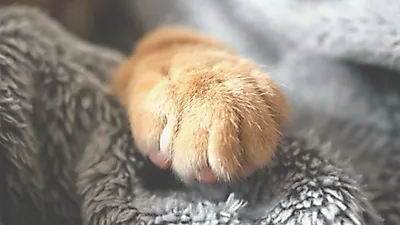 사람도 옮는 고양이 곰팡이성 피부염 ‘피부사상균증’