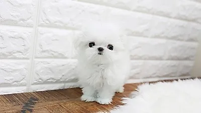 화성, 동탄, 구리, 서울 강아지분양 아담스펫, 말티즈, 포메라니안 견종 최대 50% 할인분양 중