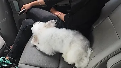 김재경, 반려견과 다정다감 '드라이브 중'
