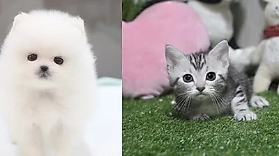 부산,광주,대구 강아지분양,고양이분양 미유펫애견샵 설연휴 맞이 최대 80%할인 및 무료분양