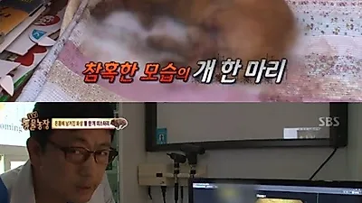 '동물농장' 온 몸에 화상 입은 순돌이..."인위적 화상"