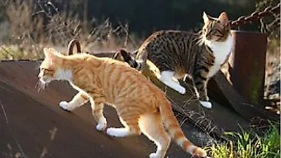 고양이 200마리 사는 '고양이 섬'…도살 대신 중성화