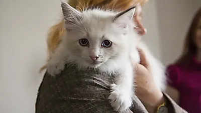 고양이를 통해 바뀐 삶