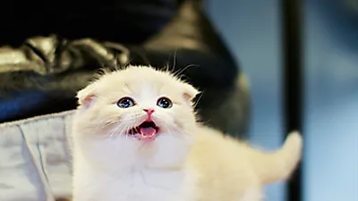 고양이 분양샵 ‘가필드고양이’, 다양한 프로모션으로 반려인들에 혜택 제공