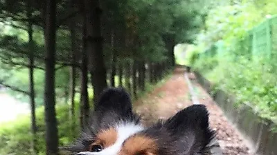 이기우, 청량한 산책길에서 반려견과 '찰칵'