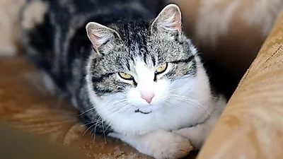 유투브 고양이 스타 마루