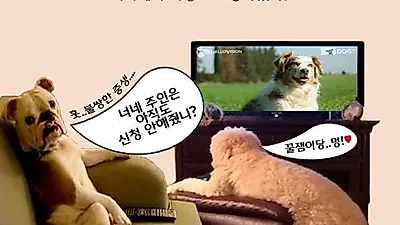 집에 홀로 남은 애견, 이제는 TV 본다.
