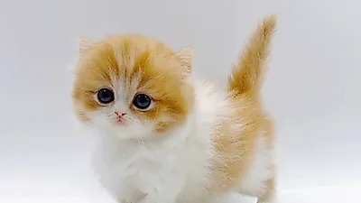 고양이 분양 업체 ‘제나캣’ 상담 통해 희귀품종 예약 진행