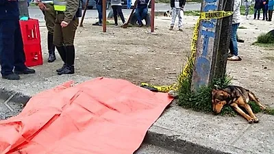 죽은 주인 곁을 떠나지 못하는 개 '도키'