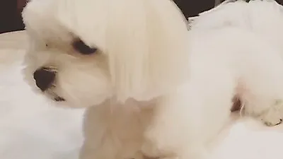 타오, 하얀 반려견과 평화로운 한 때 '다정다감'