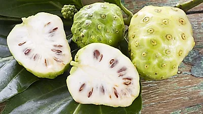 [두통 없애는 법]'노니' 폴리페놀 함량 토마토의 140배, 노니 효능·부작용·먹는방법