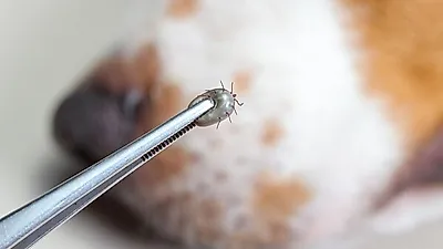 반려동물 괴롭히는 벼룩과 진드기 해결하려면?