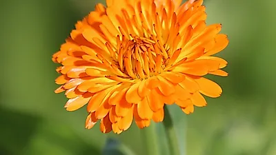 금색 술잔을 닮은 꽃 '금잔화(calendae)', 꽃말과 차 끓이는 법