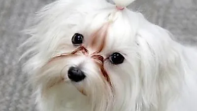 강아지 눈물얼룩제거 정식의약품 국내최초 개발