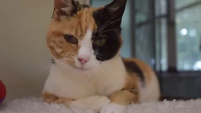 캠핑장서 실종된 고양이, 12년 만에 주인 찾다