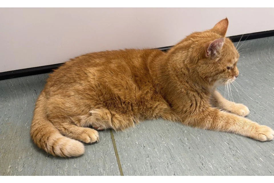 CatPAWS 최고령 참가묘 푸푸가 진료실에서 옆모습을 보이고 있는 사진