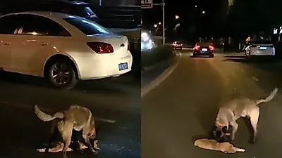 산책하던 강아지, 교통사고 당한 '고양이' 위해 도로에 뛰어들어