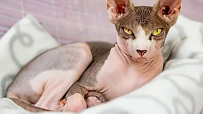 스핑크스처럼 털이 없는 고양이 품종..고양이털 알레르기 걱정없는 반려묘