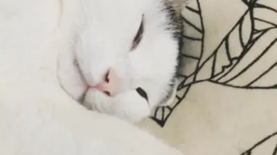 이엘 반려묘 치코, 누워서 잠드는 중 "인기쟁이 치치코"