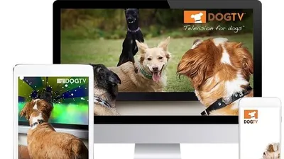 반려견이 보는 TV, PC와 모바일로도 볼 수 있어요