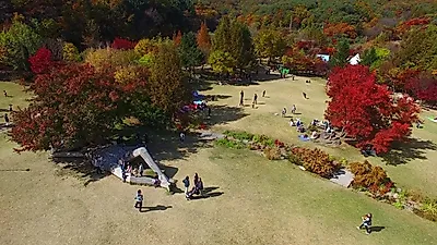 가을여행 떠나자 경기도 꼭 가야할 곳 평강랜드는 지금 가을꽃, 핑크뮬리 축제중