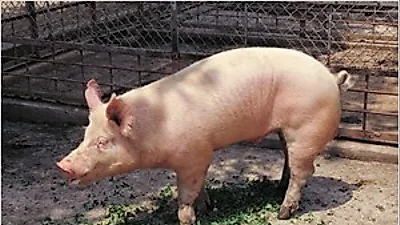 씨돼지 개량으로 생산비 절감 연간 140억 원